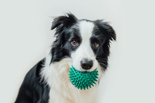 Picture of a Border Collie with a ball in its mouth.