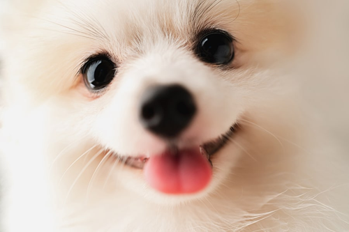 Picture of a dog with its face close to the screen.