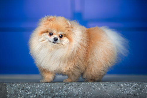 Picture of a Pomeranian facing the left.