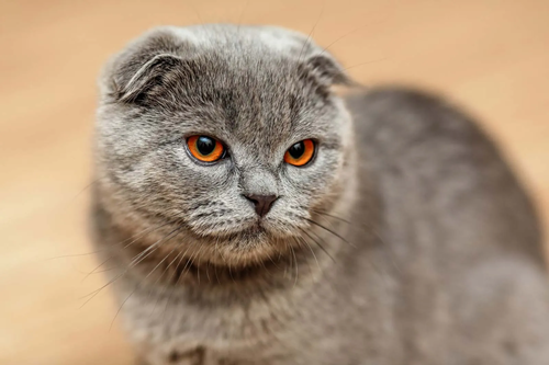 Picture of a gray Scottish Fold cat looking to the right.