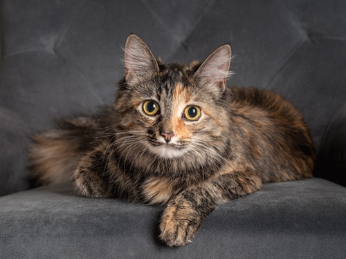 Photograph of a tortoiseshell cat sitting on a gray couch with one paw hanging out.