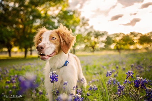 Photograph of a brown and white dog standing in a field of flowers staring to the left of the screen with its tongue hanging out.