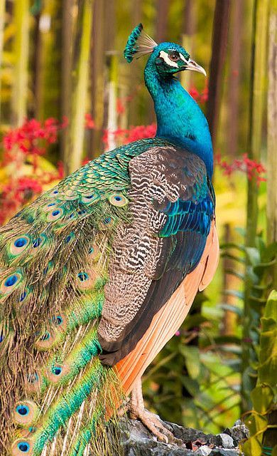A photograph of a close-up shot of a peacock; you can see its beautiful blue and green feathers very clearly.