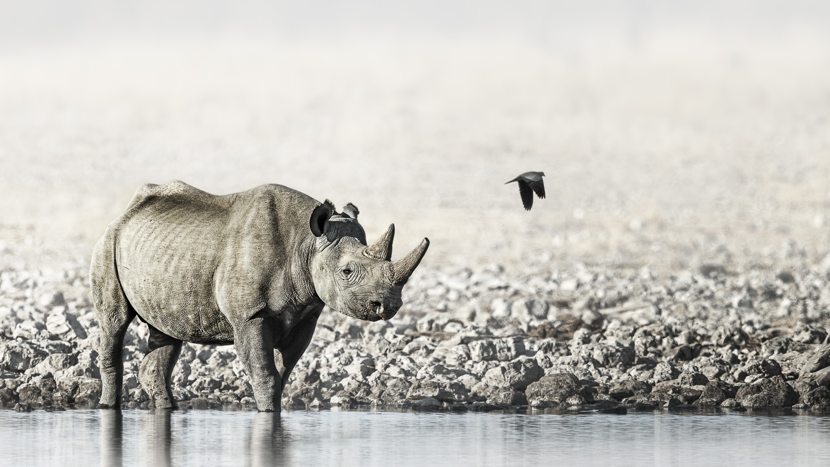 Photograph of a black rhinoceros standing in a waterhole while walking to the right. There is also a bird in frame.